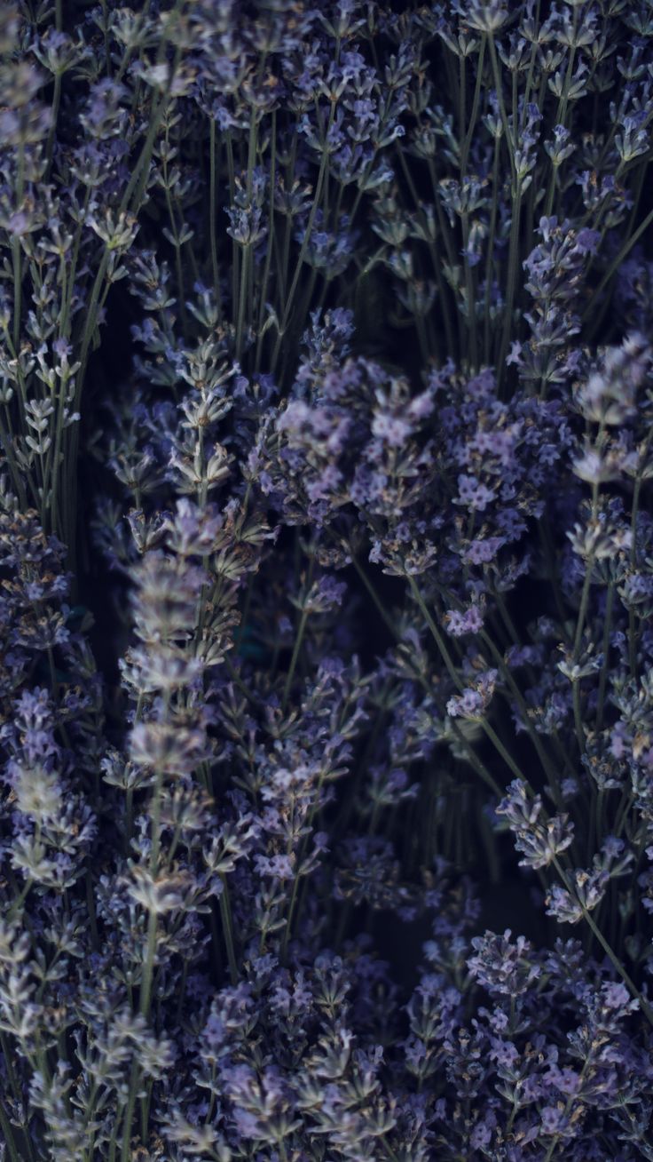 lavender flowers