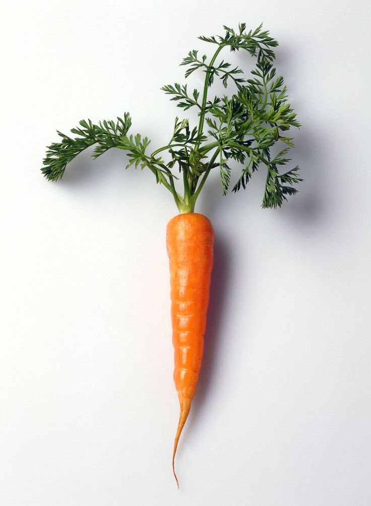 Carrot Seed oil