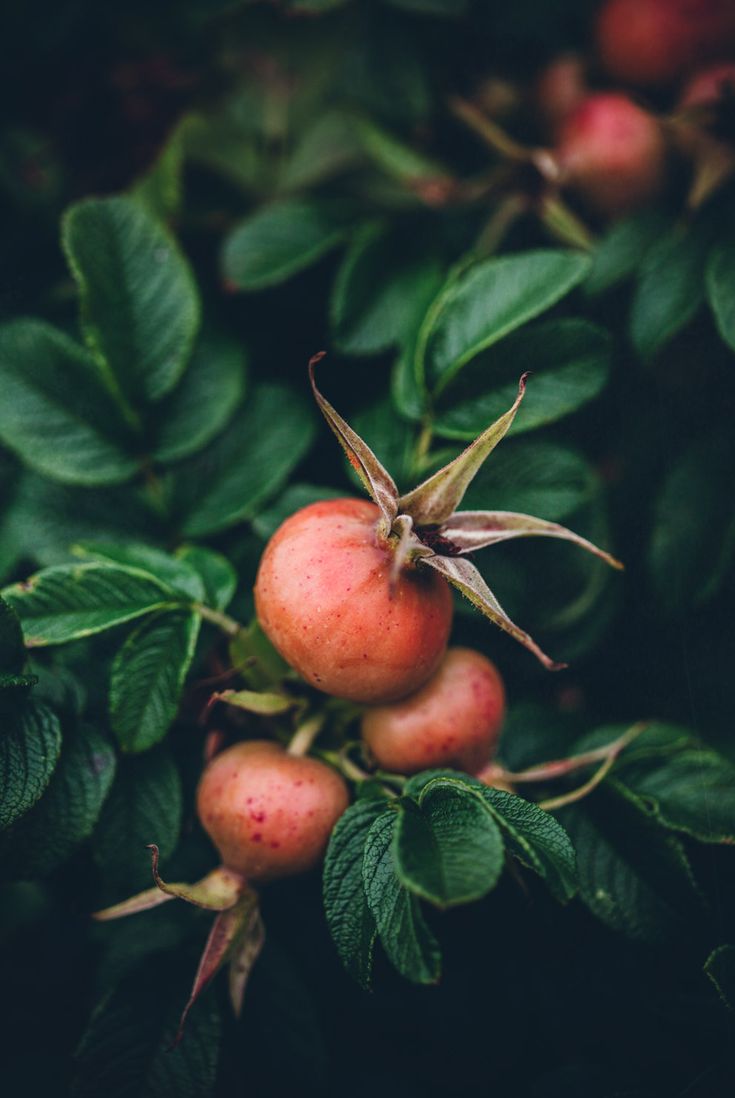 Rosehip oil