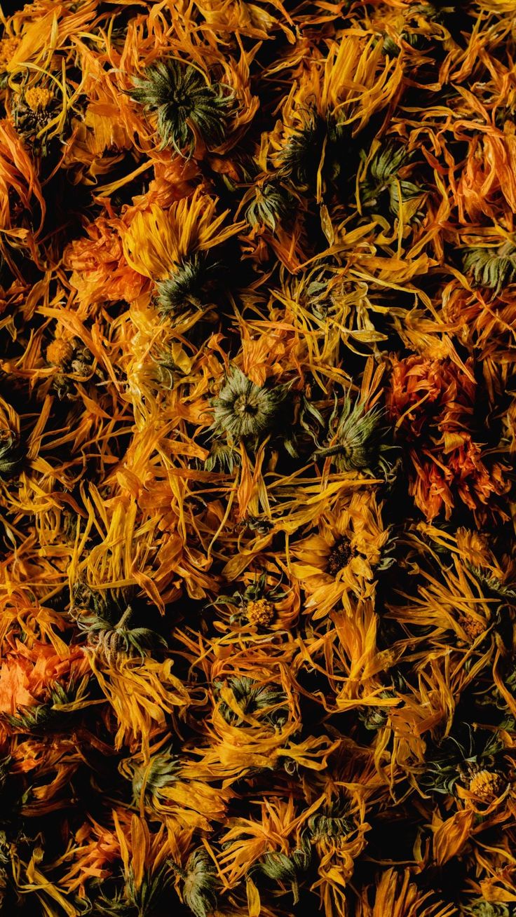 calendula flowers