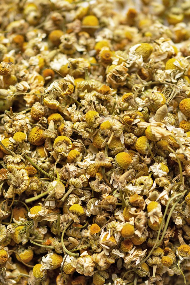 chamomile flowers