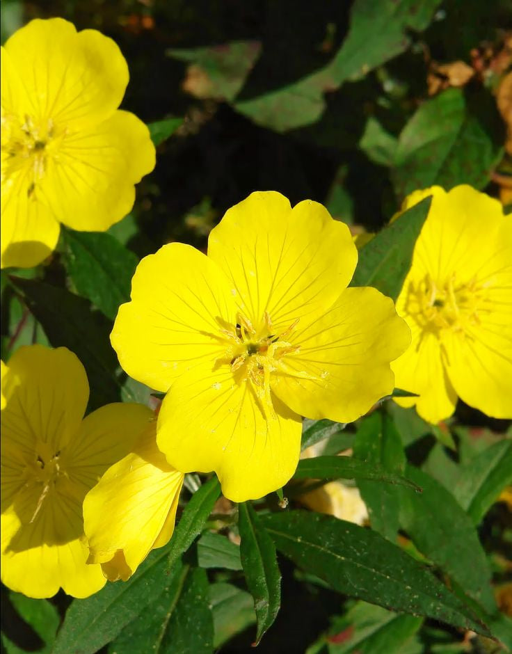 Evening Primrose oil