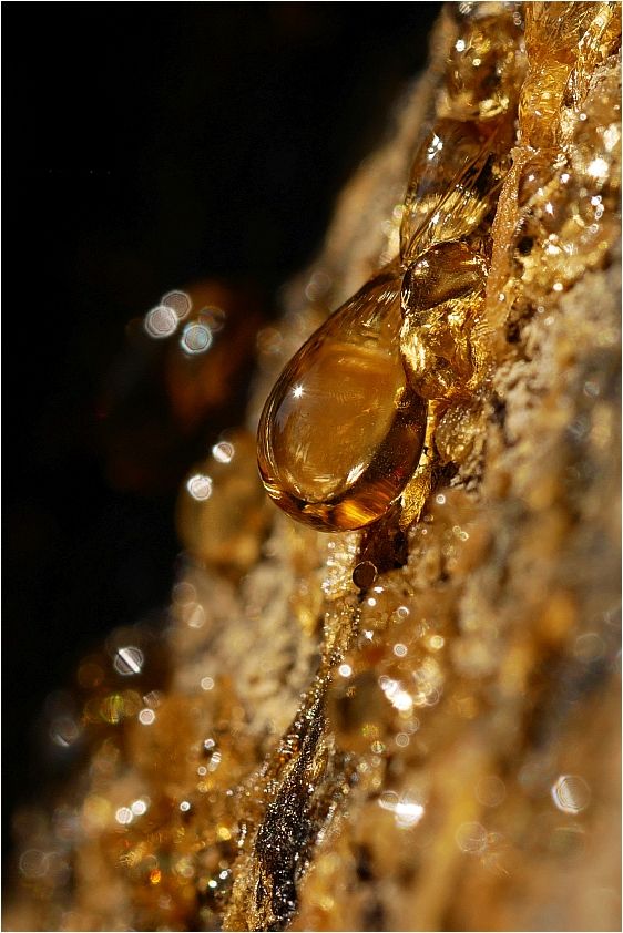 Frankincense oil