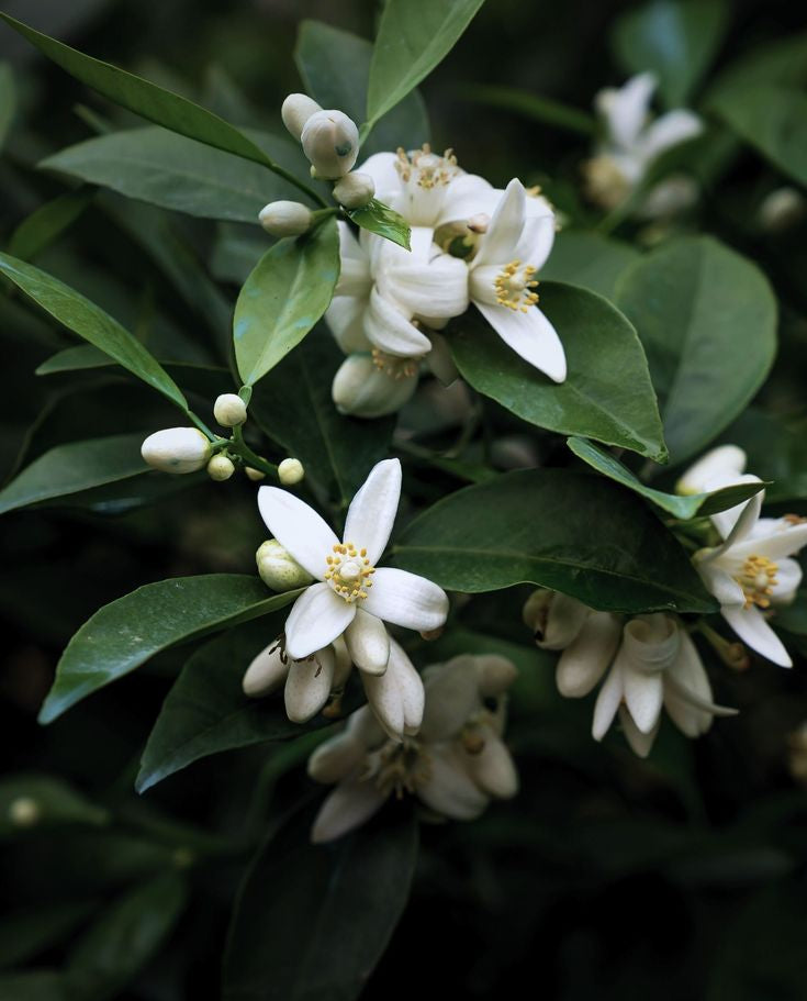 Neroli oil