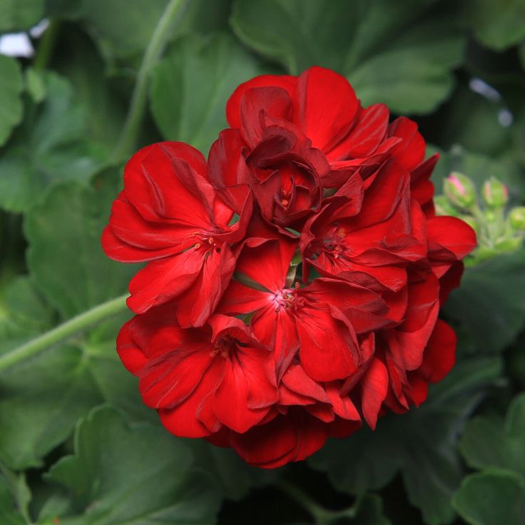 Geranium oil