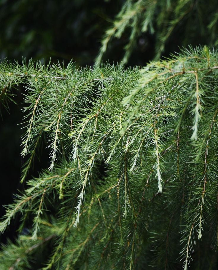 CEDARWOOD