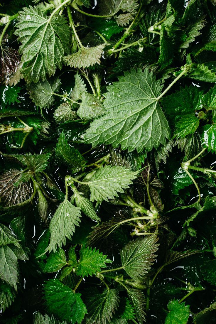 Nettle_Soup_-_TENDING_the_TABLE.jpg