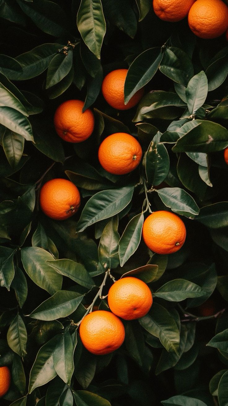 SWEET ORANGE