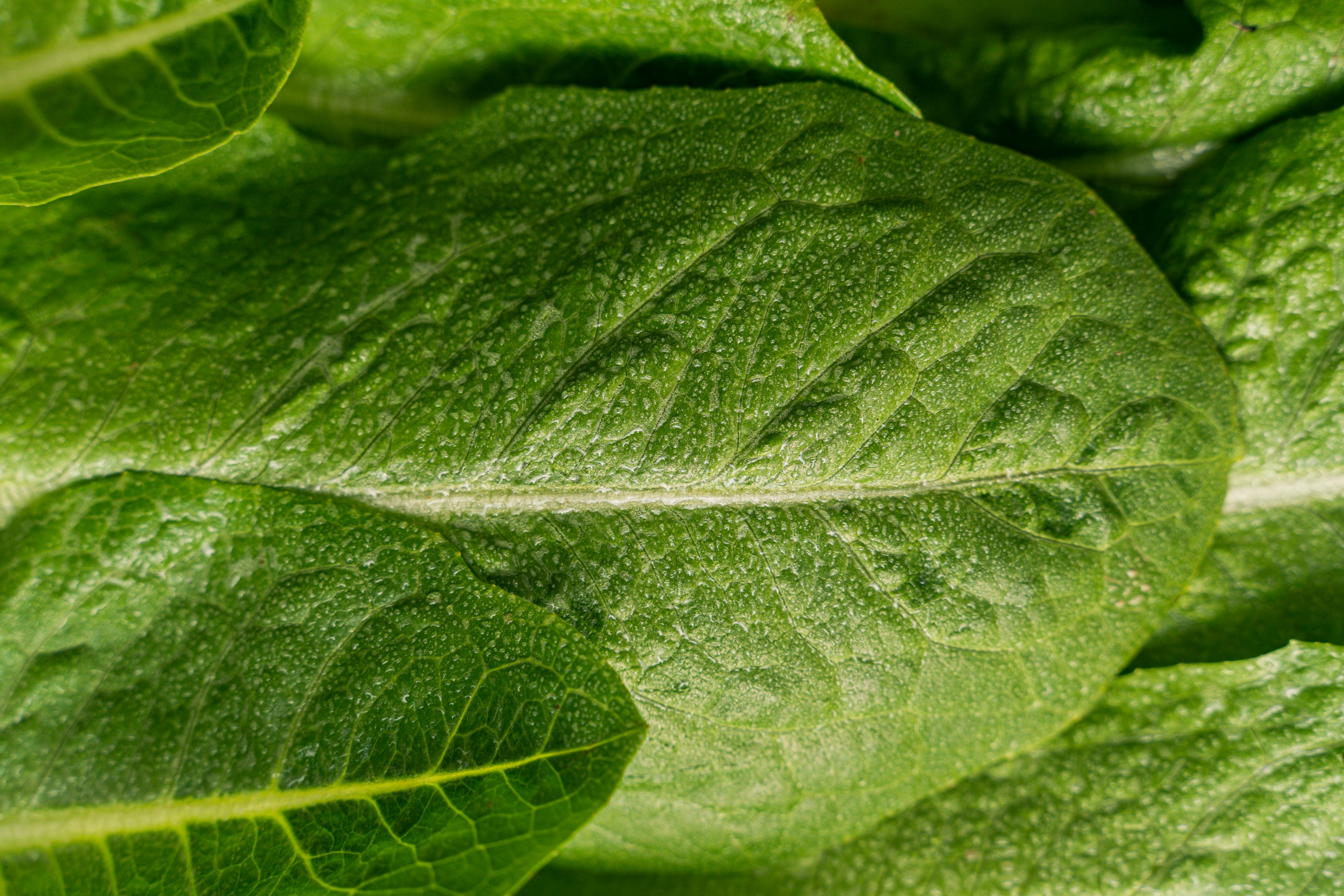 Plantain Leaves