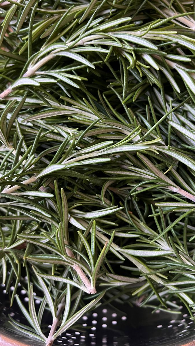 Rosemary Extract